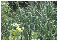 Agricultural Bird Control Net